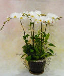 Orchid Phalaenopsis Gift Set - CODE 11995